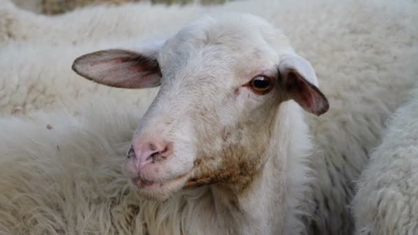 Primo piano di pecore bianche — Video Stock