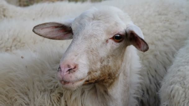 Close up of white sheep — Stock Video