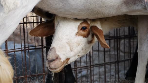 Moutons blancs et noirs 
