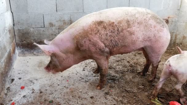 Beautiful pigs eating in the hay — Stock Video