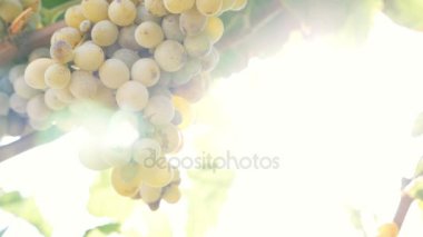 Üzüm bağ içinde ışık hüzmesi