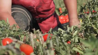 Farmer'hands malzeme çekme domates