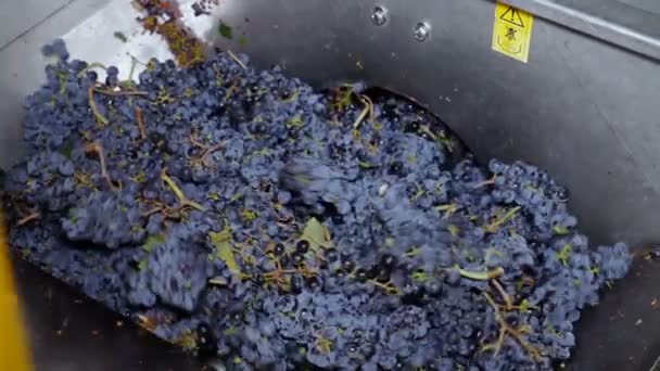 Fare vino nel Sud Italia — Video Stock