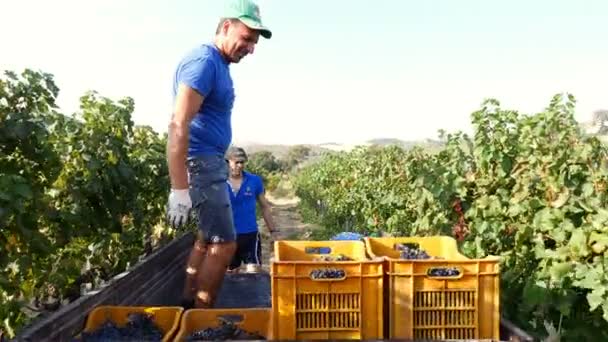 Wijnbouwers laden druif van vakken — Stockvideo