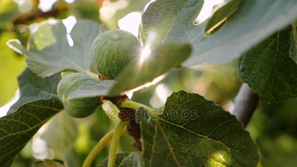 Fechar de Figs na árvore — Vídeo de Stock