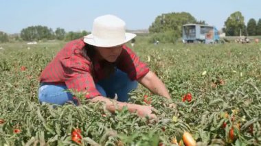 Genç çiftçi malzeme çekme taze domates