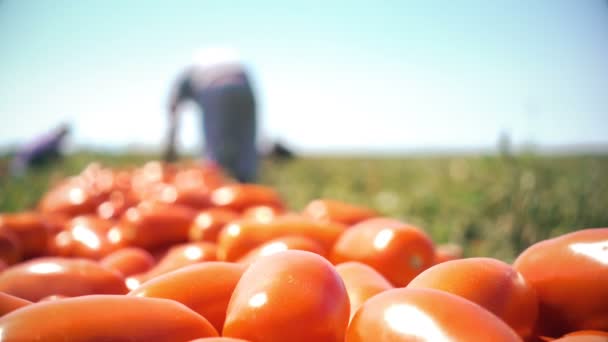 Zbioru tomatoesin południu Włoch — Wideo stockowe