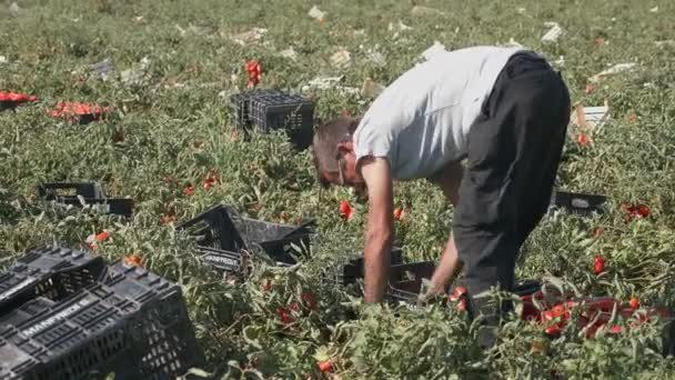 Giovane donna raccogliendo pomodori freschi — Video Stock