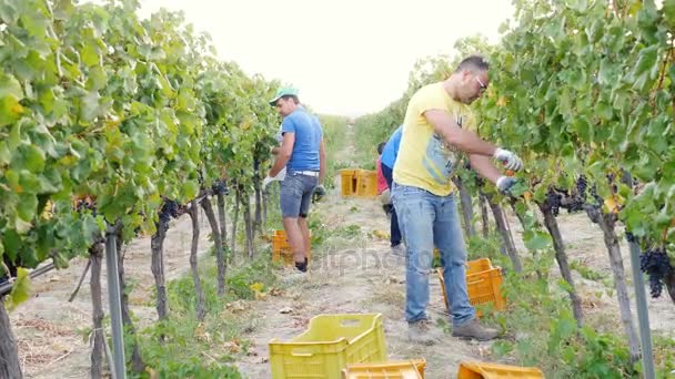 Agriculteurs coupant du raisin dans le vignoble — Video