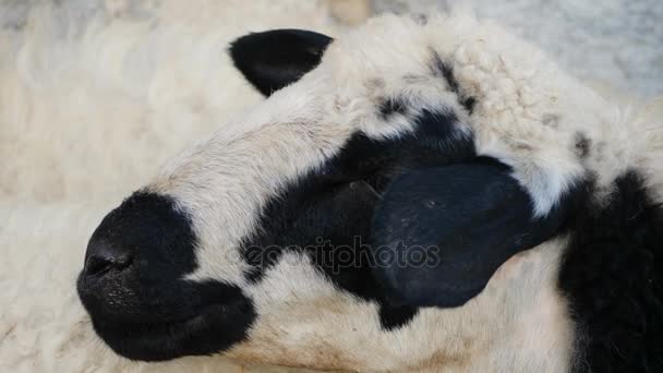 balck et mouton blanc visage 