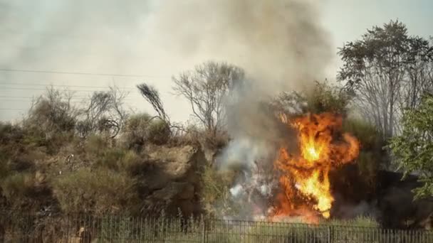 flammes de feu se propagent dans la forêt 