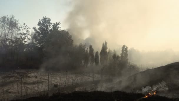 Extinción de incendios después de destruir el bosque — Vídeos de Stock