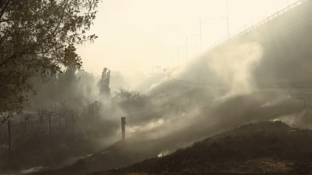 Desolation after the forest fire — Stock Video