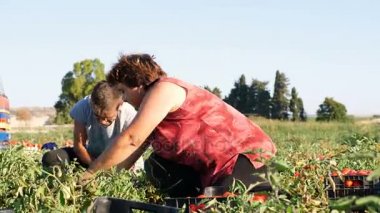 malzeme çekme domates yaz aylarında