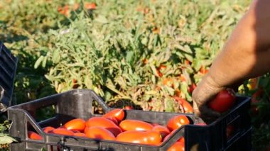 taze çekilmiş domates kutuya koyarak