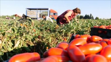 malzeme çekme domates güneyinde İtalya
