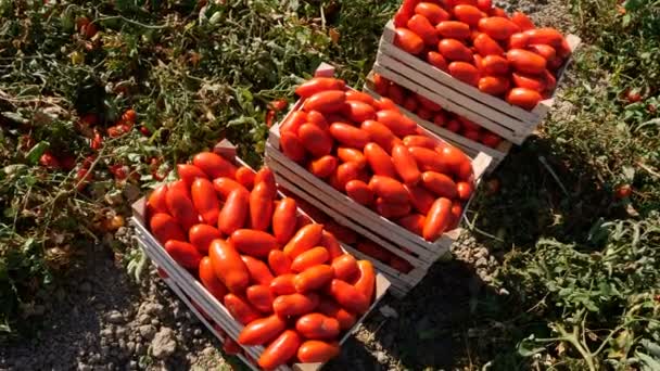 Ξύλινα κουτιά γεμάτα φρεσκοκομμένα ντομάτες — Αρχείο Βίντεο