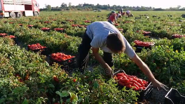 Boeren tomaten plukken in het veld — Stockvideo