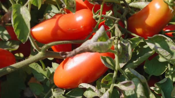 Saftige Tomaten, die im Sommer von der Sonne angestrahlt werden — Stockvideo