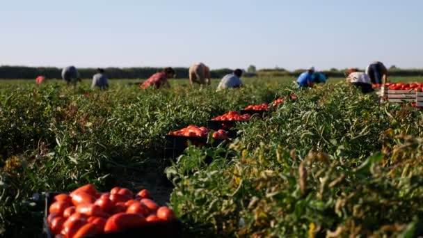 Πορτραίτο των αγροτών στην εργασία — Αρχείο Βίντεο