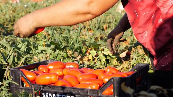 El granjero pone tomates frescos — Vídeo de stock