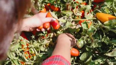 domates toplama çiftçi üzerinde kapat