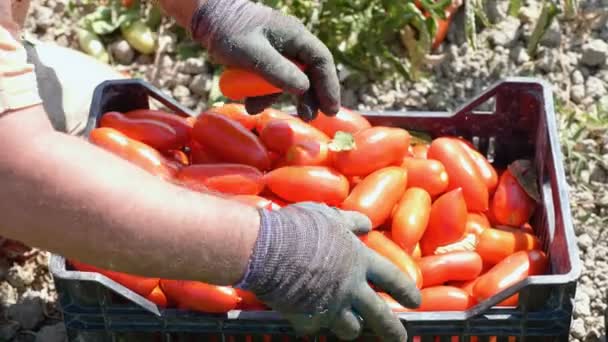 Mani di contadino mettendo pomodori raccolti — Video Stock