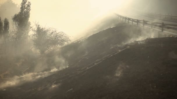 Desolación después del incendio forestal — Vídeo de stock