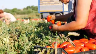 Yaşlı çiftçi taze domates toplama