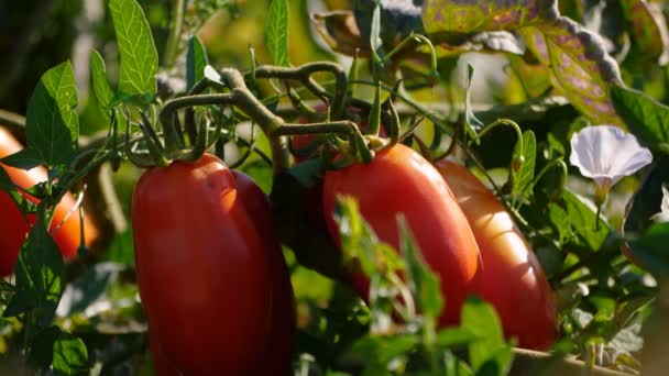 Gros plan sur la tomate fraîche sur l'arbre — Video