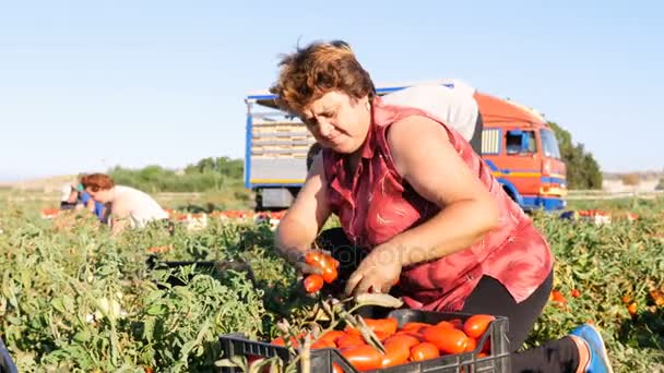 Harvesting Tomatos in summer — Stock Video