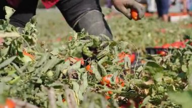 Çiftçi el malzeme çekme domates