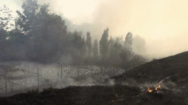 Orman yangını sonra portre