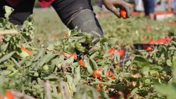 Фермер собирает помидоры вручную — стоковое видео