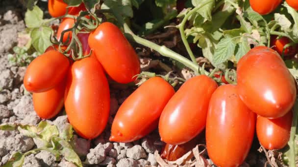 Grupo de tomates no campo — Vídeo de Stock