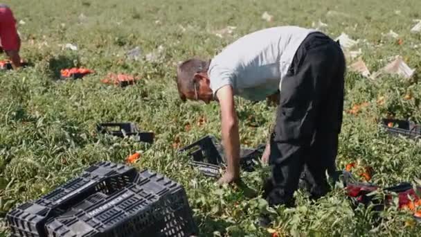 Uzman çiftçi malzeme çekme domates — Stok video