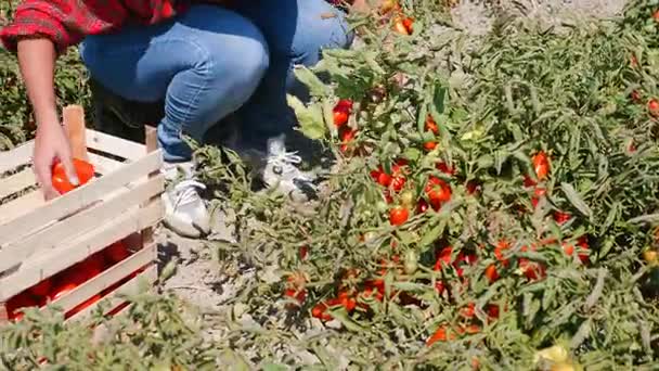 Tomates Cosecha en verano — Vídeo de stock