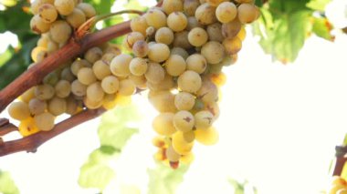 bağ üzüm ışık hüzmesi