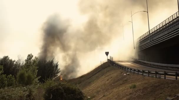 Le feu dans la forêt de pins se propage 