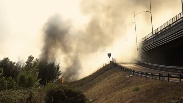 Fuego en el bosque de pinos se extiende — Vídeo de stock