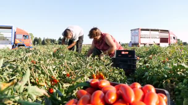 Фермеры собирают помидоры — стоковое видео