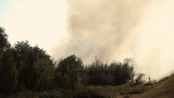 Fire: smoke rising from behind the bushes — Stock Video