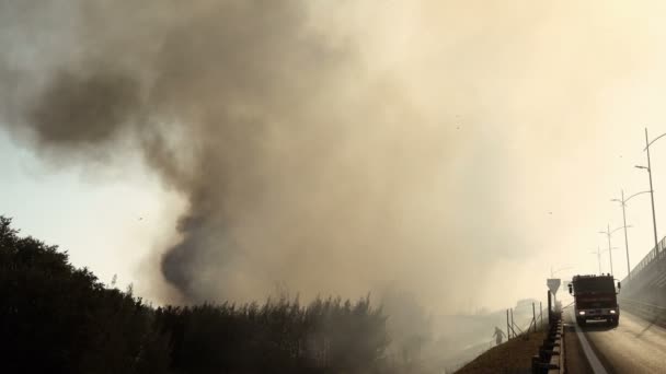 Intervenção dos bombeiros no grande incêndio na floresta de pinheiros — Vídeo de Stock