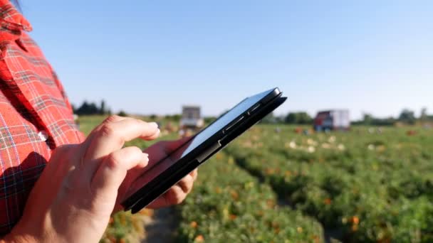 Agricultor usando tableta en campo de tomates — Vídeos de Stock