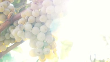 Üzüm demet ışık hüzmesi 