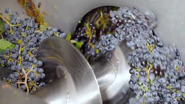 Máquina de uvas de squuezing — Vídeo de stock