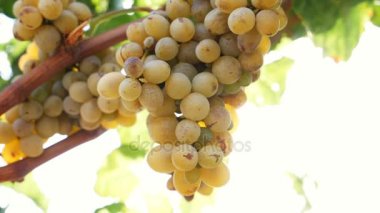Güney İtalya içinde üzüm demet