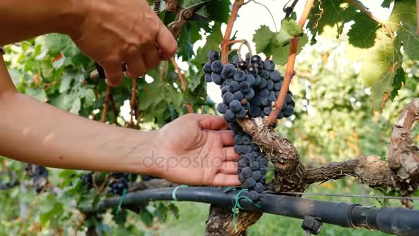 Male hand cutting Grapes — Stock Video
