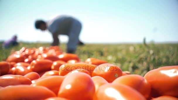 Porträt der Tomatenernte — Stockvideo