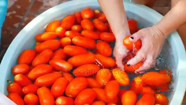 Las manos de la mujer lavando tomates — Vídeo de stock